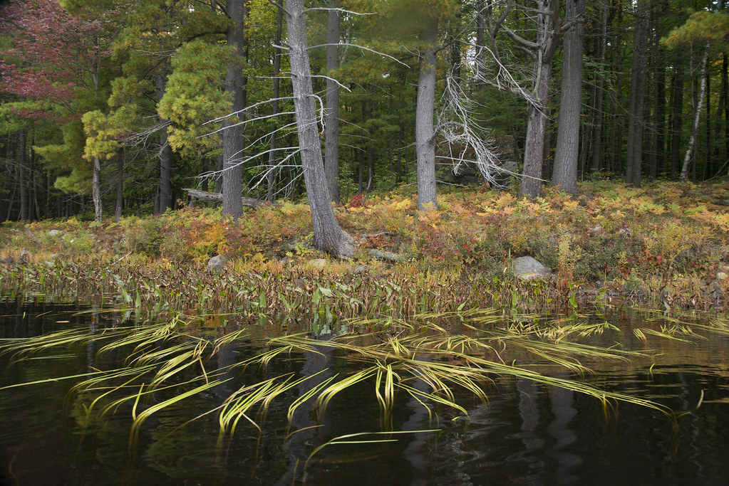 Under tall white pines, a lake shore of orange ferns and red shrubs edges dark water, with a red maple at the left.