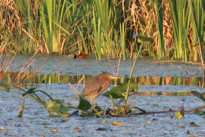 Green Heron
