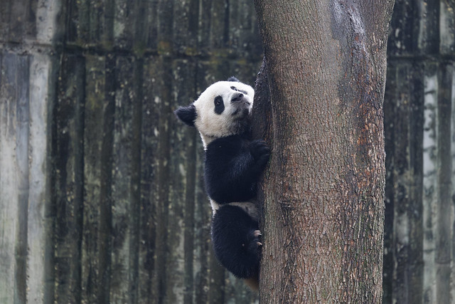 Chengdu travel and wildlife photography featuring Giant Pandas, bamboo sanctuaries, and cultural scenes - Chengdu: Giant Panda Breeding Research Base