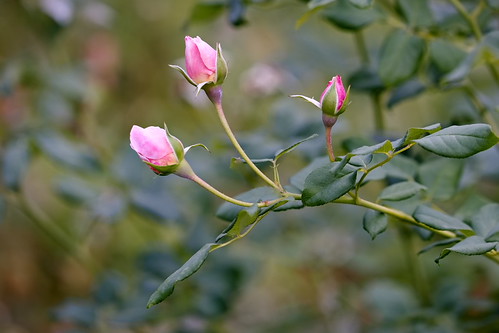 Buds