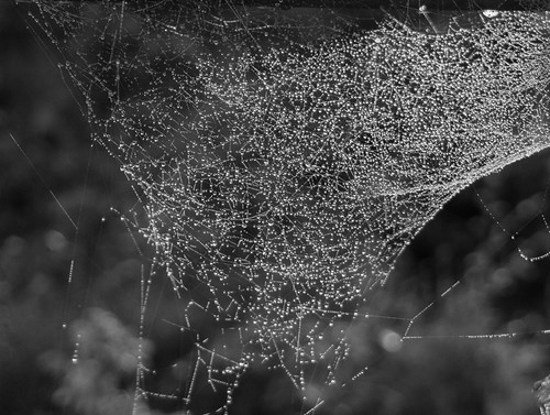 Morning web