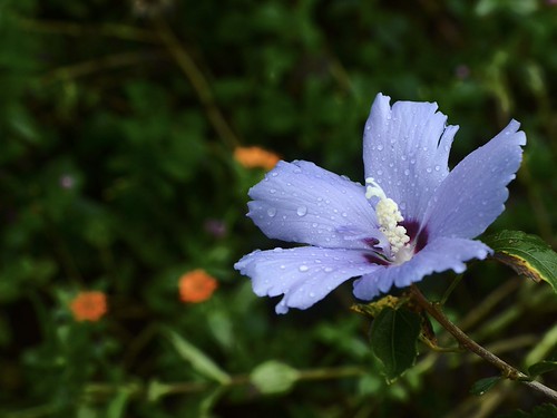DSC_5732 Rose of Sharon - Blue Chiffon