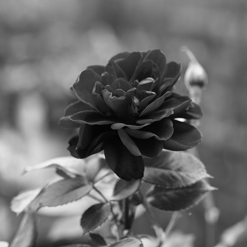 DH1F0471-C1