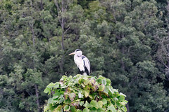 Great blue heron (Ardea herodias)