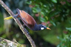 MONTEZUMA OROPENDOLA