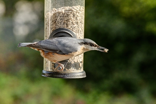 Nuthatch, Crawley, September 2026