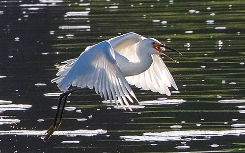 Snowy Egret - Dancing and Feeding !