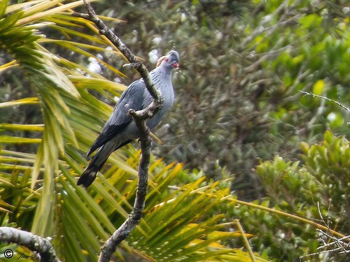 Topknot Pigeon