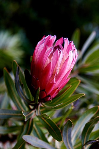 Photo taken with the Voigtlander Apo-Lanthar 65 mm f/2 Aspherical 1:2 Macro by roy.port – Oleander-Leaf Protea