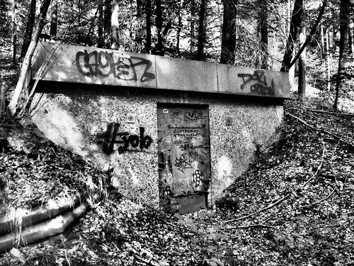 In the Woods