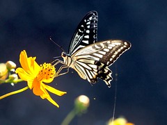 OMD EM1 10.4.2026 butterfly 2