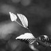 			<p><a href="https://www.flickr.com/people/david-roussel/">nikonaute777</a> posted a photo:</p>
	
<p><a href="https://www.flickr.com/photos/david-roussel/55567920147/" title="Trame végétale."><img src="https://live.staticflickr.com/65535/55567920147_fe92ede04f_m.jpg" width="240" height="160" alt="Trame végétale." /></a></p>


