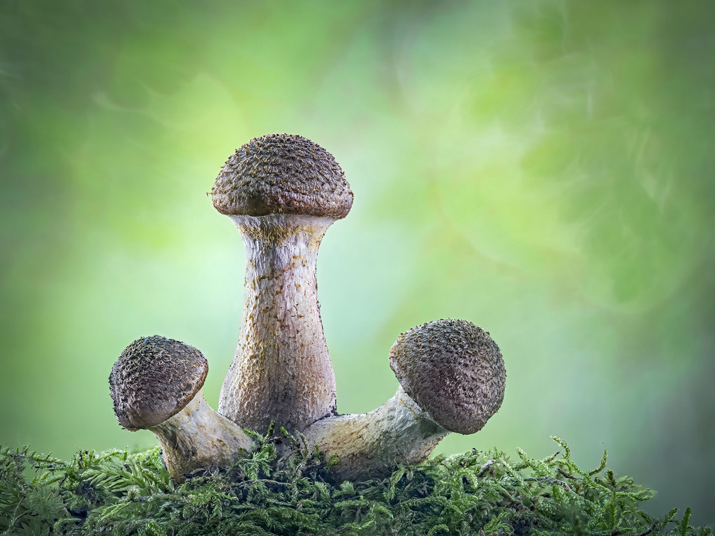 Bulbous Honey Fungus