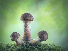 Bulbous Honey Fungus