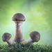 Bulbous Honey Fungus
