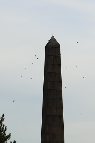 Swallows gathering