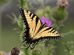 NZ8_ Eastern Tiger Swallowtail