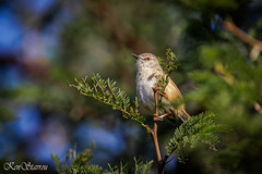 Tawny-flanked Prinia (Prinia subflava),