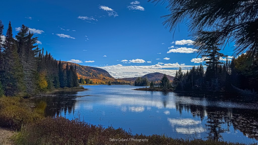 Yellow deciduous crowns border a blue lake and dark conifer shores, with broader autumn color on the ridge beyond.