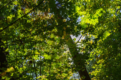 Autumn Forest