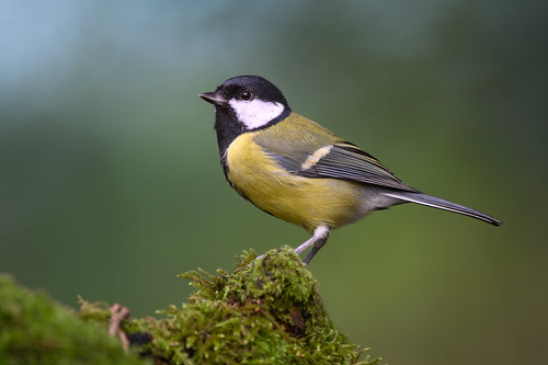 Great tit
