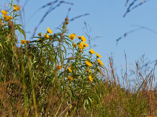 Helianthus