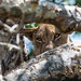 Well hidden lion