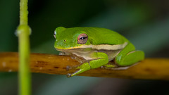 Huntley Meadows Green Tree Frog 9-16-26  (由  strjustin