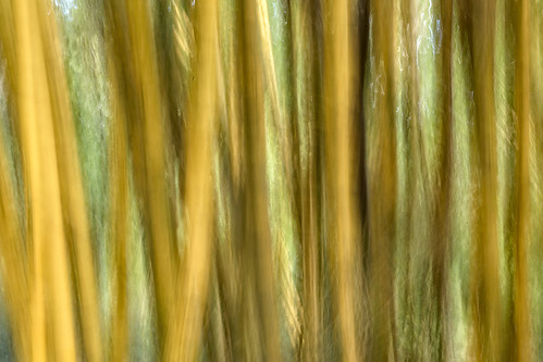 Bamboo