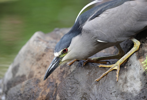 1DX34568 View Large. Black-crowned night heron gone fishing. Kāʻanapali, Maui Hawaii