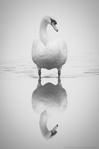 Mute Swan