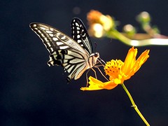 OMD EM1 10.5.2026 butterfly 2