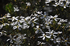 15364 DSC_0029 Wedding bush