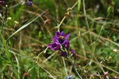 15362 DSC_0008 Baboon flower
