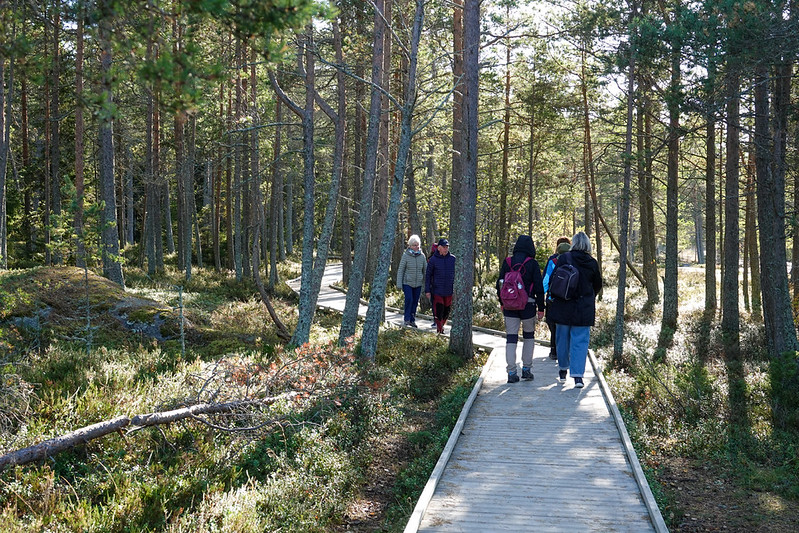 A nice path via the woods