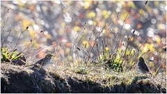 Savannah Sparrow