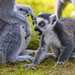 			<p><a href="https://www.flickr.com/people/alex-de-haas/">Alex-de-Haas</a> posted a photo:</p>
	
<p><a href="https://www.flickr.com/photos/alex-de-haas/55570448575/" title="Loki the Ring-tailed Lemur is not having it."><img src="https://live.staticflickr.com/65535/55570448575_e7f068ee5f_m.jpg" width="240" height="160" alt="Loki the Ring-tailed Lemur is not having it." /></a></p>


