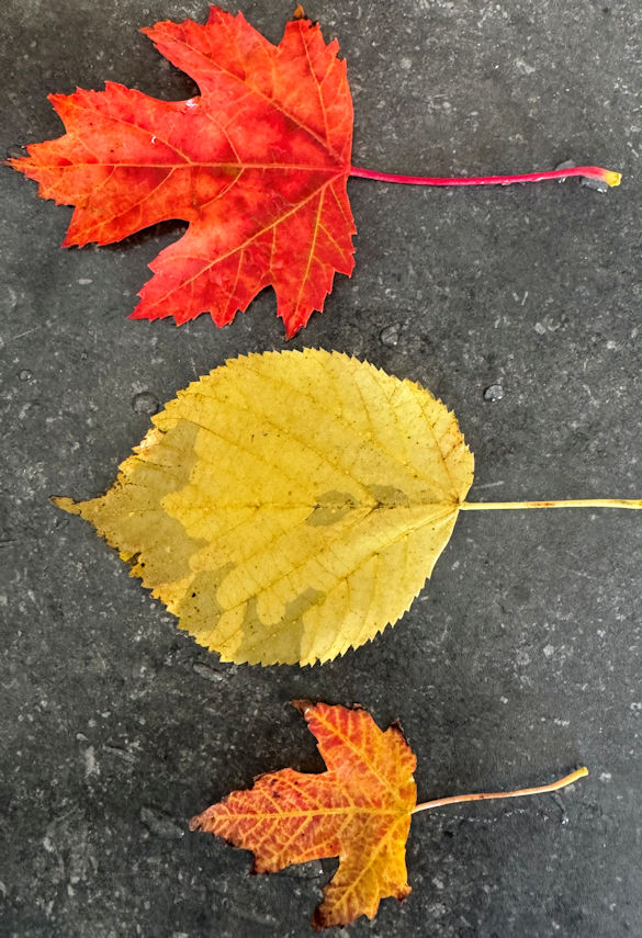 IMG_0684Herfststukje