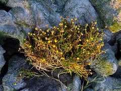 Flowering Moss