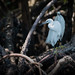 DSC_4231-Modifier.jpg