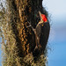 Pileated Woodpecker