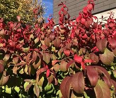 Der Herbst hat Einzug gehalten …