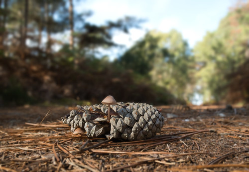 Pinecone bonnet | by beaconschris5050
