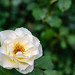 Wild Irish Rose II
