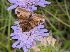 Euclidia glyphica (1)