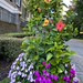 Floral display outside the Townhomes in my neighbourhood.