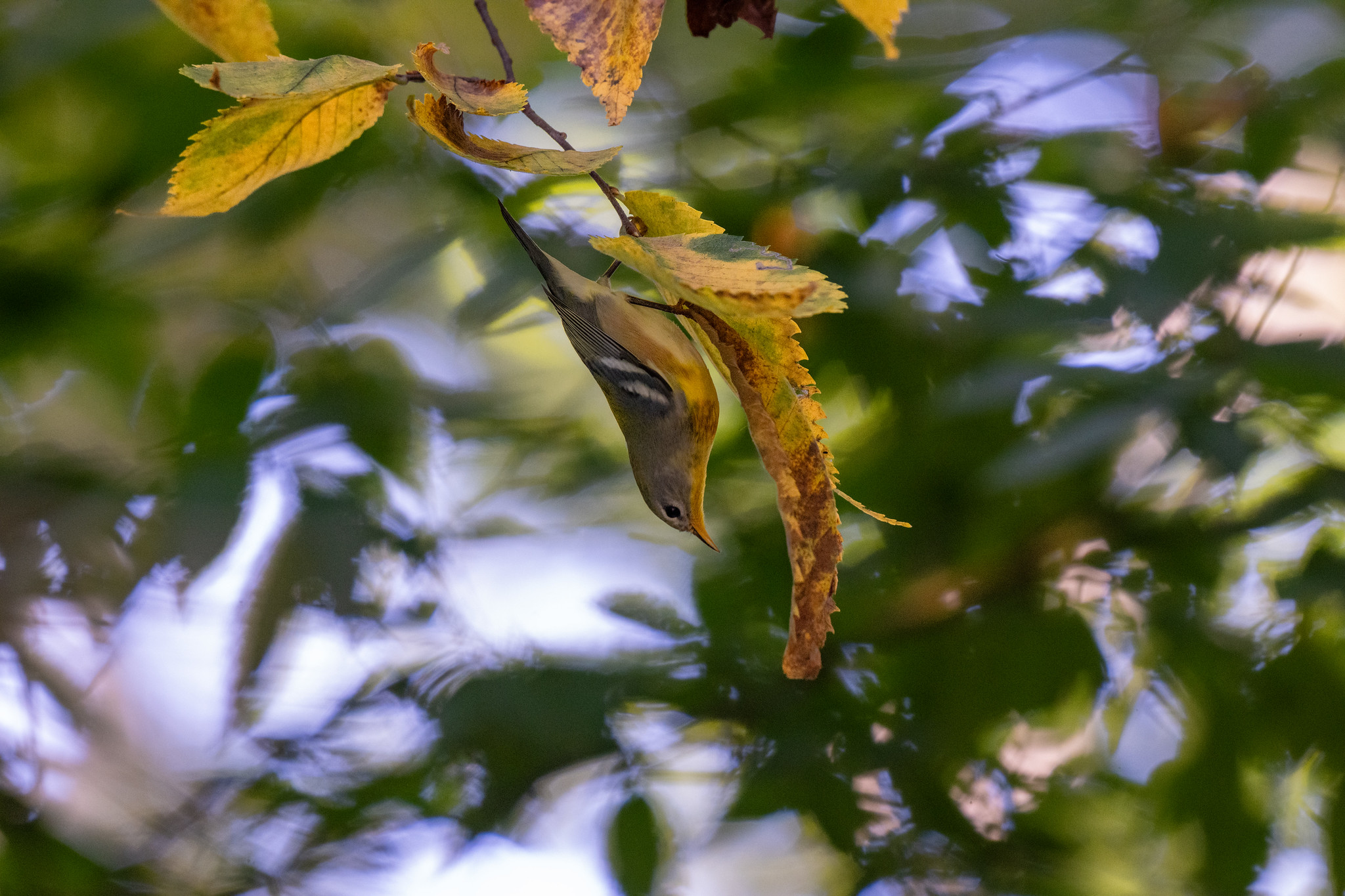 DSC_3465-2