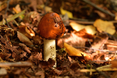 Tawny grisette