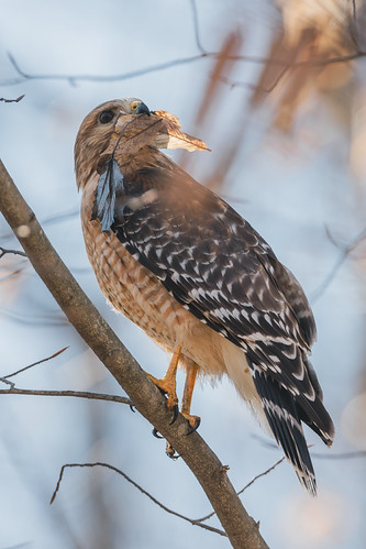Red Shouldered Hawk [03.09.26]