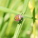 Beerenwanze (Dolycoris baccarum) (1)